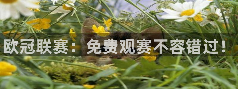 火凤体育nba直播：欧冠联赛：免费观赛不容错过！